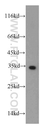 HADH Antibody in Western Blot (WB)