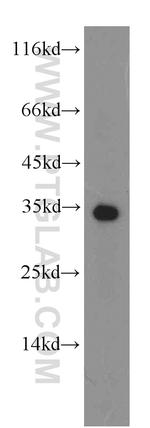 HADH Antibody in Western Blot (WB)