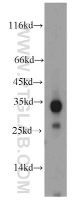 HADH Antibody in Western Blot (WB)