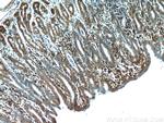 TXNDC5 Antibody in Immunohistochemistry (Paraffin) (IHC (P))