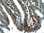 TXNDC5 Antibody in Immunohistochemistry (Paraffin) (IHC (P))