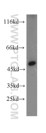 TXNDC5 Antibody in Western Blot (WB)