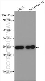 TXNDC5 Antibody in Western Blot (WB)