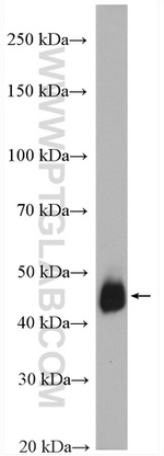 TXNDC5 Antibody in Western Blot (WB)