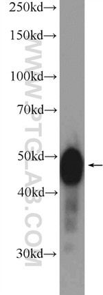 TXNDC5 Antibody in Western Blot (WB)