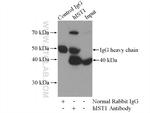 hIST1 Antibody in Immunoprecipitation (IP)