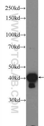 hIST1 Antibody in Western Blot (WB)