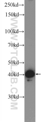 hIST1 Antibody in Western Blot (WB)