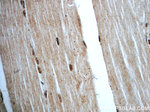 C14orf166 Antibody in Immunohistochemistry (Paraffin) (IHC (P))