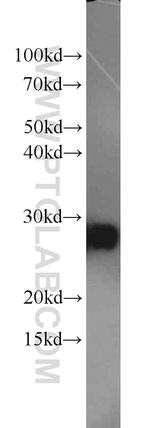 C14orf166 Antibody in Western Blot (WB)