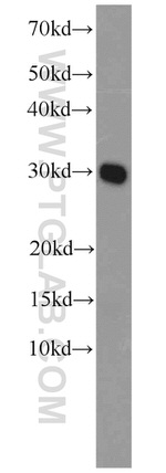 C14orf166 Antibody in Western Blot (WB)