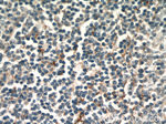 TMEM173/STING Antibody in Immunohistochemistry (Paraffin) (IHC (P))