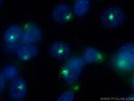 PCM1 Antibody in Immunocytochemistry (ICC/IF)