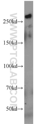 PCM1 Antibody in Western Blot (WB)