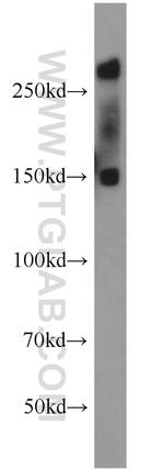 PCM1 Antibody in Western Blot (WB)