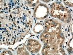 Spermidine synthase Antibody in Immunohistochemistry (Paraffin) (IHC (P))