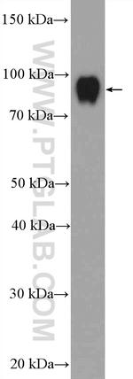 ILF3 Antibody in Western Blot (WB)