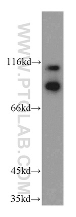 ILF3 Antibody in Western Blot (WB)