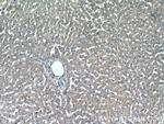 NPC2 Antibody in Immunohistochemistry (Paraffin) (IHC (P))