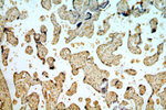 TRUB2 Antibody in Immunohistochemistry (Paraffin) (IHC (P))