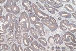 TRUB2 Antibody in Immunohistochemistry (Paraffin) (IHC (P))