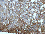 Periostin Antibody in Immunohistochemistry (Paraffin) (IHC (P))