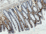 Periostin Antibody in Immunohistochemistry (Paraffin) (IHC (P))