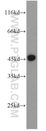 GULP1 Antibody in Western Blot (WB)