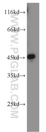 GULP1 Antibody in Western Blot (WB)