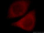 SLC10A3 Antibody in Immunocytochemistry (ICC/IF)