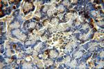 SLC10A3 Antibody in Immunohistochemistry (Paraffin) (IHC (P))