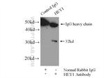 HEY1 Antibody in Immunoprecipitation (IP)