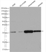 HEY1 Antibody in Western Blot (WB)