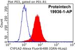 CYP1A2 Antibody in Flow Cytometry (Flow)