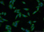 CYP1A2 Antibody in Immunocytochemistry (ICC/IF)