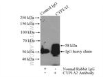 CYP1A2 Antibody in Immunoprecipitation (IP)