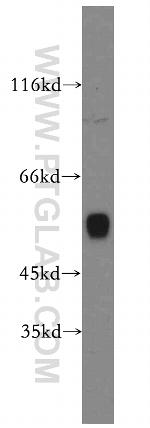 CYP1A2 Antibody in Western Blot (WB)