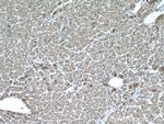 CYP2E1 Antibody in Immunohistochemistry (Paraffin) (IHC (P))