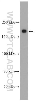 ERBB4 Antibody in Western Blot (WB)