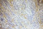 ERBB4 Antibody in Immunohistochemistry (Paraffin) (IHC (P))