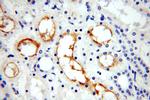 ERBB4 Antibody in Immunohistochemistry (Paraffin) (IHC (P))