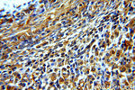 GNRHR Antibody in Immunohistochemistry (Paraffin) (IHC (P))