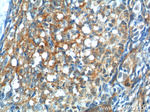 GNRHR Antibody in Immunohistochemistry (Paraffin) (IHC (P))