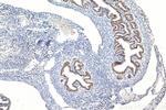 GNRHR Antibody in Immunohistochemistry (Paraffin) (IHC (P))