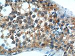 GPR22 Antibody in Immunohistochemistry (Paraffin) (IHC (P))