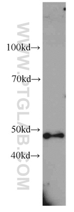 GPR22 Antibody in Western Blot (WB)