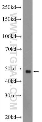 GPR22 Antibody in Western Blot (WB)