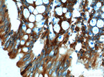 FFAR2 Antibody in Immunohistochemistry (Paraffin) (IHC (P))