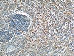 FFAR2 Antibody in Immunohistochemistry (Paraffin) (IHC (P))