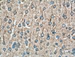 Huntingtin Antibody in Immunohistochemistry (Paraffin) (IHC (P))